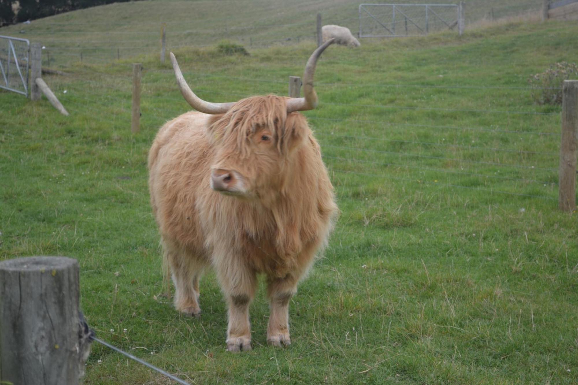 Highlands On Homestead Оамару Екстериор снимка